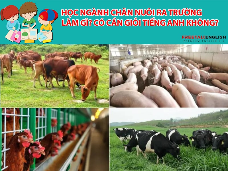 Học ngành chăn nuôi ra trường làm gì? Có cần giỏi Tiếng Anh không?