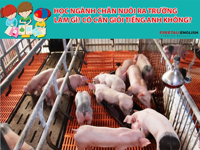 Học ngành chăn nuôi ra trường làm gì? Có cần giỏi Tiếng Anh không?